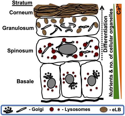 Frontiers Epidermal Lamellar Body Biogenesis Insight Into the